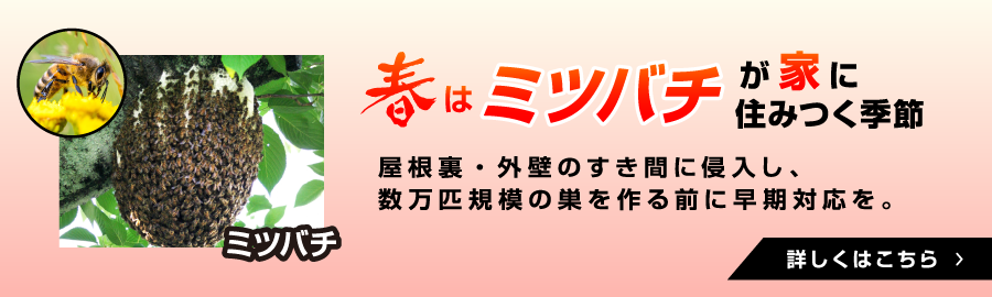 ミツバチ駆除はこちら